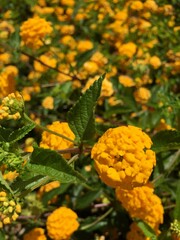 yellow flowers in the garden