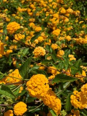 yellow autumn leaves