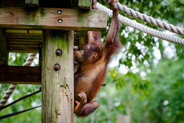 Juvenile Orangutang in zoological setting in Georgia.