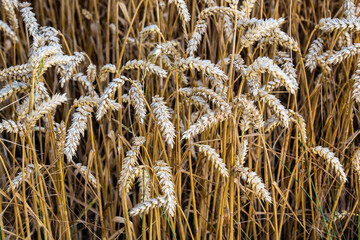 Fototapeta premium Ripe wheat ears in a field. Wheat field.Ears of golden wheat close up. Background of ripening ears of meadow wheat field.