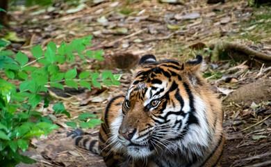 Sumatran Tiger sitting on ground with ears back in zoological setting in Georgia.
