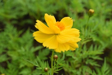 yellow flower on green background