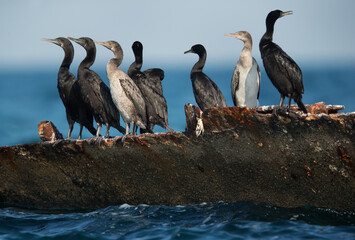 Socotra cormorant perched on the remains of a demolished ship