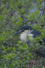 Night heron is resting on its nest.