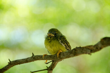 Baby Olive-backed bird waiting for food from its mother