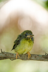 Baby Olive-backed bird waiting for food from its mother