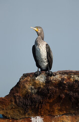 Great Cormorant on a shipwreck, Bahrain