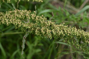 Common sorrel (Rumex acetosa) / Plygonaceae prennial plant