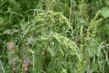 Common sorrel (Rumex acetosa) / Plygonaceae prennial plant