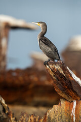 Closeup of Great Cormorant on a shipwreck, Bahrain