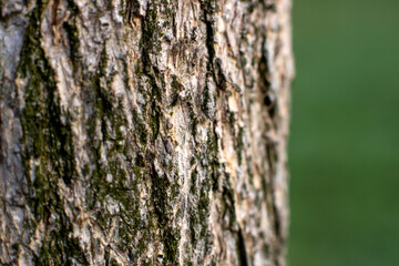 tree body with green natural background