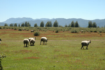 Ovejas paisaje camino a las siete tazas Curic&oacute; Chile monta&ntilde;as naturaleza 