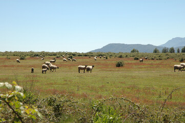 Obraz premium Ovejas paisaje camino a las siete tazas Curicó Chile montañas naturaleza 