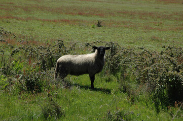 Ovejas paisaje camino a las siete tazas Curicó Chile montañas naturaleza 