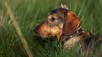 Wire-haired dachshund dog on a background of nature in profile, close-up