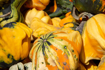 Ornamental Gourds range from small in size, approximately five centimeters in length, to large in...