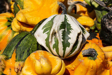 Ornamental Gourds range from small in size, approximately five centimeters in length, to large in...