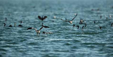 Socotra cormorants, Bahrain