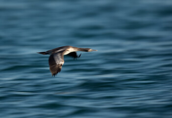 Fototapeta na wymiar Socotra cormorant flying, a panning effect