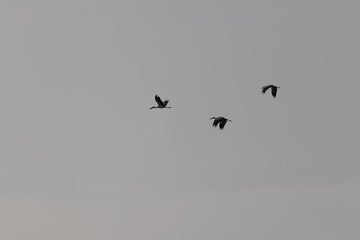 Birds flying in the sky