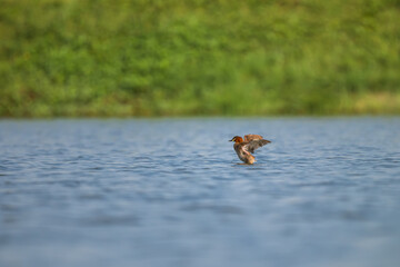 Little Grebe (Tachybaptus ruficollis) on the lake