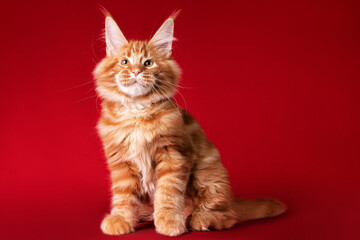 Fototapeta na wymiar Lovely big red and white maine coon kitten on red background in studio.