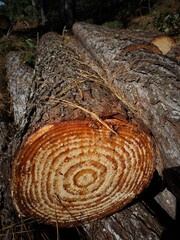 tronco de árvore com anéis de idade 