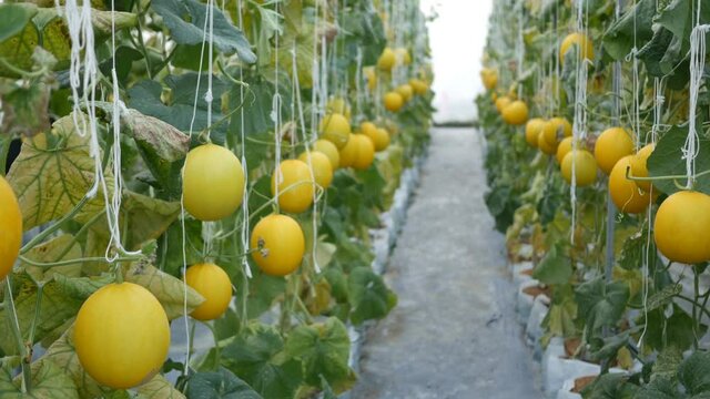 Yellow melon hanging on tree in field