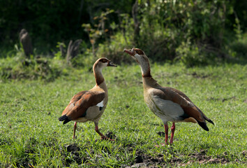 Obraz premium A pair od Egyptian goose in Masai Mara