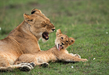 Lioness sitting close to her cub, Masai Mara