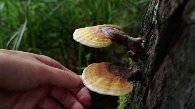 Hands foraging Reishi mushrooms off the side of a tree in a forest
