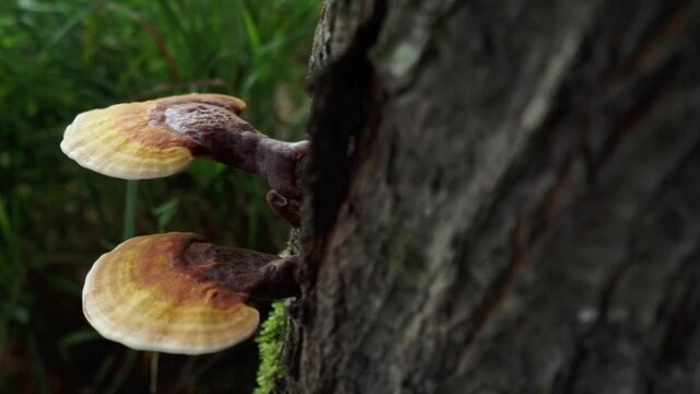 Tracking shot of Reishi mushrooms on the side of a tree in a forest, right to left