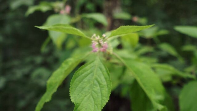 Dolly in to pink flowers on a beautyberry bush, Callicarpa americana