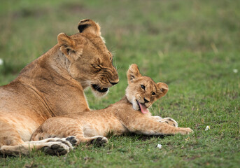 Lioness raestin close to her cub, Masai Mara