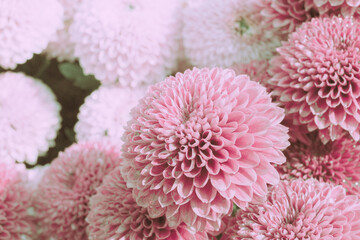 Beautiful Pink Dahlia Flower Field background.