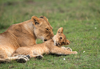 Fototapeta na wymiar Lioness loving her cub, Masai Mara