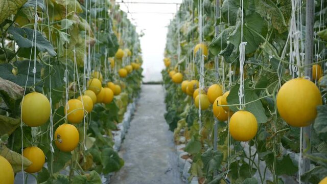 Yellow melon hanging on tree in field