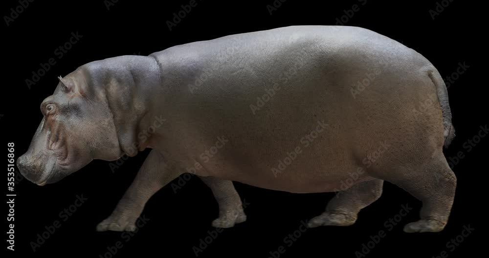 Wall mural hippo walking is realistic animation. isolated hippopotamus video including alpha channel allows to 
