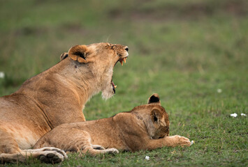 Naklejka na ściany i meble Lioness tyawning and her cub resting beside, Masai Mara