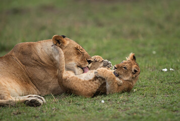 Lioness licking her cub, Masai Mara