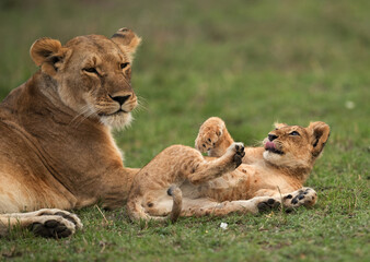 Obraz na płótnie Canvas Lioness and her cub at Masai Mara