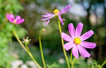 Flower Close-Up