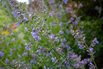 Close up Catnips. Nepeta is a genus of flowering plants in the family Lamiaceae. The genus name is reportedly in reference to Nepete, an ancient Etruscan city.