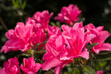 濃いピンクのツツジの花