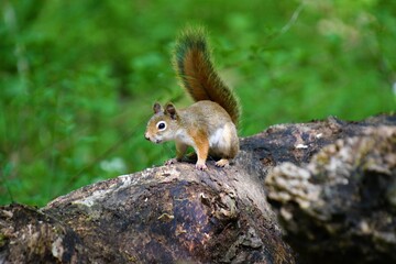 Naklejka na ściany i meble American Red Squirrel (Tamiasciurus hudsonicus) in the woods of Northwest Connecticut.