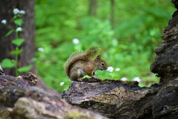 American Red Squirrel (Tamiasciurus hudsonicus)
