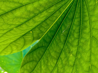 Fototapeta na wymiar green leaf background image capture in the garden 
