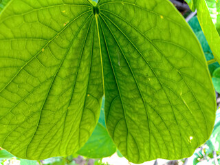 Beautiful green leaf background image capture in the garden 