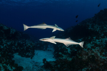 The remoras, sometimes called suckerfish, are a family (Echeneidae) of ray-finned fish in the order Carangiformes.