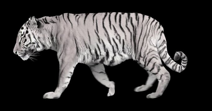 White tiger walking realistic animation. Isolated animal video including alpha channel allows to add background in post-production. Element for visual effects.